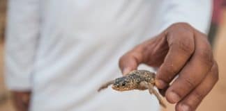 Classroom pets make learning fun. Curiosity, compassion, companionship - pets give kids the chance to learn about animals and develop relationship skills.