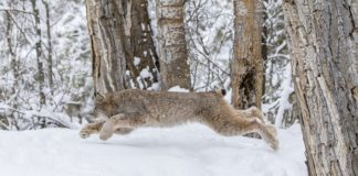 What do bobcats look like? Are they dangerous? Are there bobcats in Bergen County? Read more on mybergen.com.