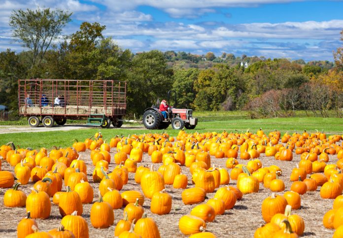 Fall family Fun