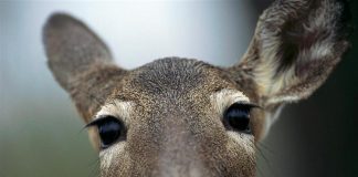 Garden Club of Harrington Park "Deer Resistant Plants" with Tom Bender