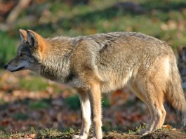 Are Coyotes Dangerous? When Do They Attack? What You Need to Know