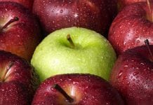 Apple Picking Within Easy Driving Distance of North Jersey