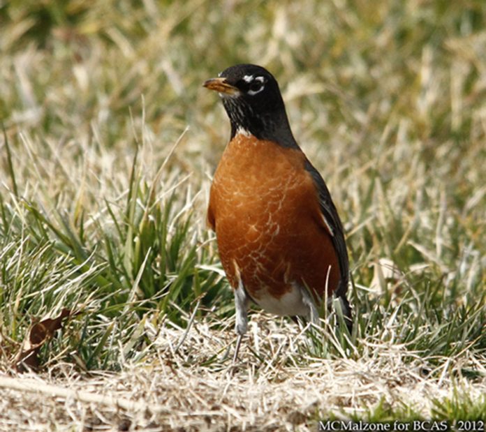 Birding for Beginners at NJBG in Ringwood