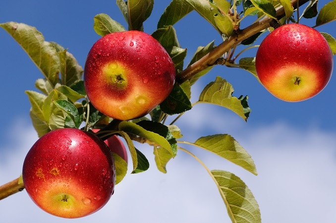 Apple Picking Within Easy Driving Distance of North Jersey