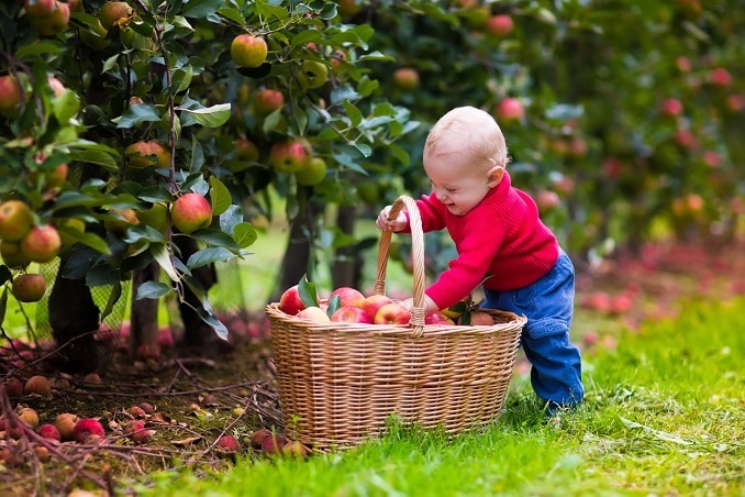 Pick your own apples near New York City!