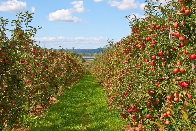 Apple Picking Within Easy Driving Distance of Northern New Jersey