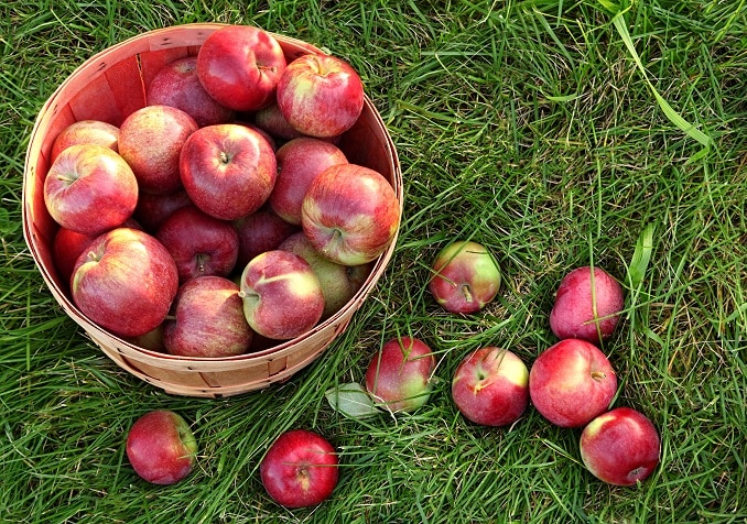 Where to pick your own apples in New Jersey.