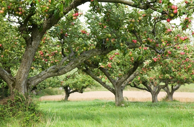 where to pick your own apples near North Jersey