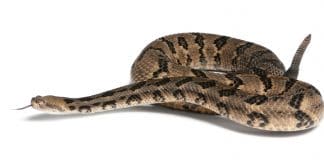 Venomous Snakes in the Bergen County-North Jersey Area: Timber Rattlesnake