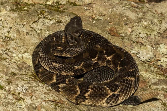 Venomous Snakes in the Bergen County-North Jersey Area: Timber Rattlesnake