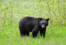 Are Black Bears Dangerous? What to Do If You Encounter a Bear. Read more on mybergen.com.