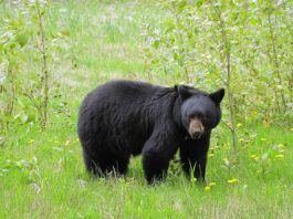 Are Black Bears Dangerous? What to Do If You Encounter a Bear. Read more on mybergen.com.