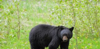 Are Black Bears Dangerous? What to Do If You Encounter a Bear. Read more on mybergen.com.