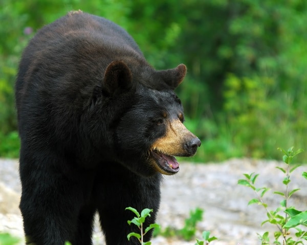 Black bears in North Jersey