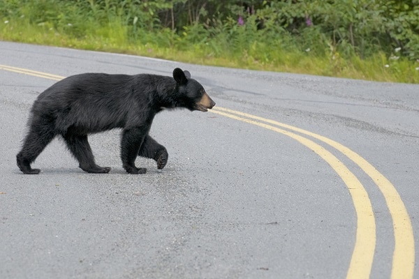 Are Black Bears Dangerous? What to Do If You Encounter a Bear