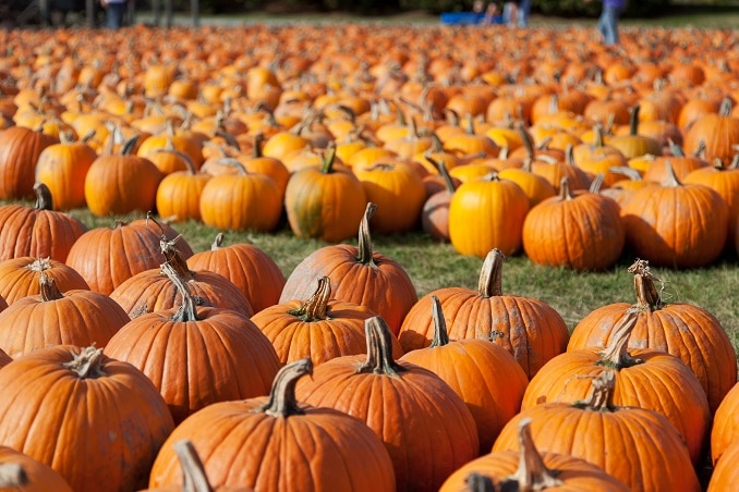 Bergen County farms, hayrides and pumpkin picking on mybergen.com!