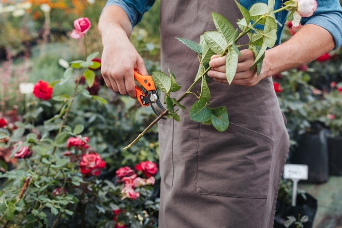 Garden Pruning Tips from Down to Earth Living