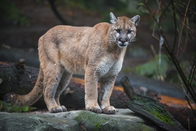 the Bergen County Zoo is open and many animals are on display.