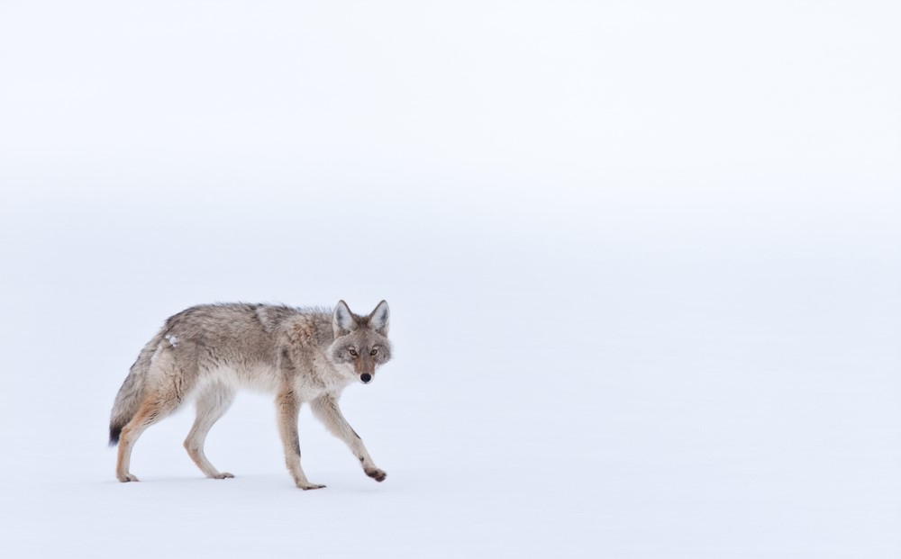 Why Are Coyotes Thriving in Bergen County, NJ?