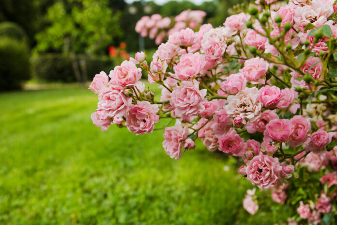 Tips from Down to Earth Living: How to Care for Roses