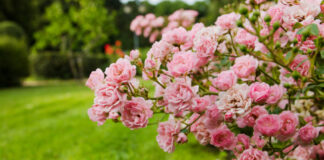 Tips from Down to Earth Living: How to Care for Roses