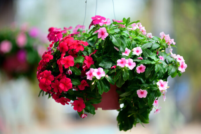 Caring for Hanging Flower Baskets: Tips from Down to Earth Living for nurturing hanging flower baskets to ensure they thrive for months to come.