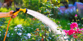 Summer Watering Tips for Healthy and Lush Gardens