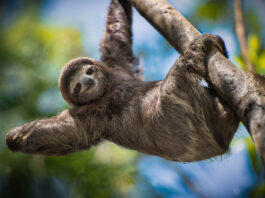 Cute sloth! The Bergen County Zoo, located within Van Saun County Park in Paramus, New Jersey, is currently open and ready to share its remarkable and diverse mix of wildlife while also helping instill a sense of appreciation and understanding of wildlife and wild places. Read more on mybergen.com!