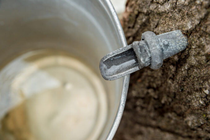 Maple Sugaring at Tenafly Nature Center. Get details on mybergen.com.