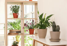 How to Transition Your Outdoor Plants Indoors for the Winter. Details on mybergen.com.