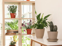 How to Transition Your Outdoor Plants Indoors for the Winter. Details on mybergen.com.