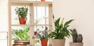 Benefits of indoor plants! Details on mybergen.com.