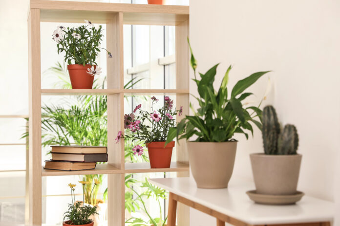 How to Transition Your Outdoor Plants Indoors for the Winter. Details on mybergen.com.