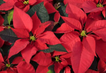 How to care for Poinsettias. Get details on mybergen.com.