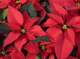 How to care for Poinsettias. Get details on mybergen.com.