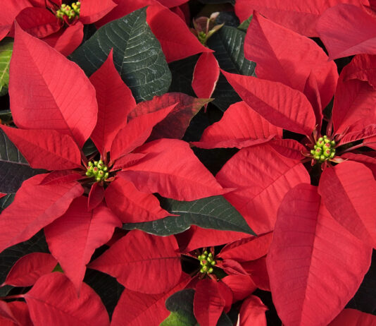 How to care for Poinsettias. Get details on mybergen.com.